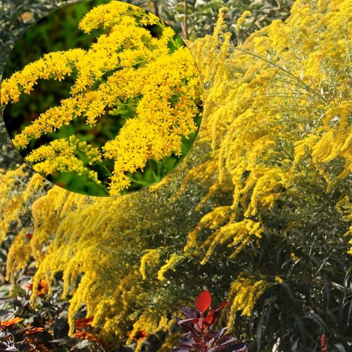 Solidago 'Goldkind' - Kuldvits 'Goldkind' P9/0,55L